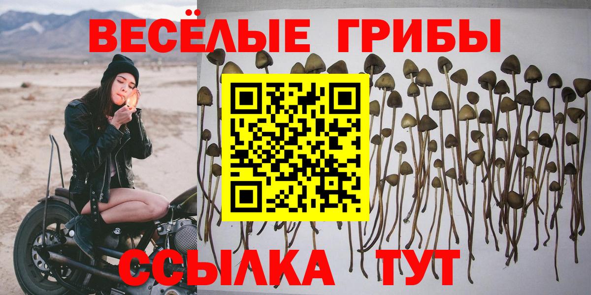 Галлюциногенные грибы Cubensis Белово